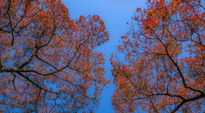 Corniolo rosso e cielo blu