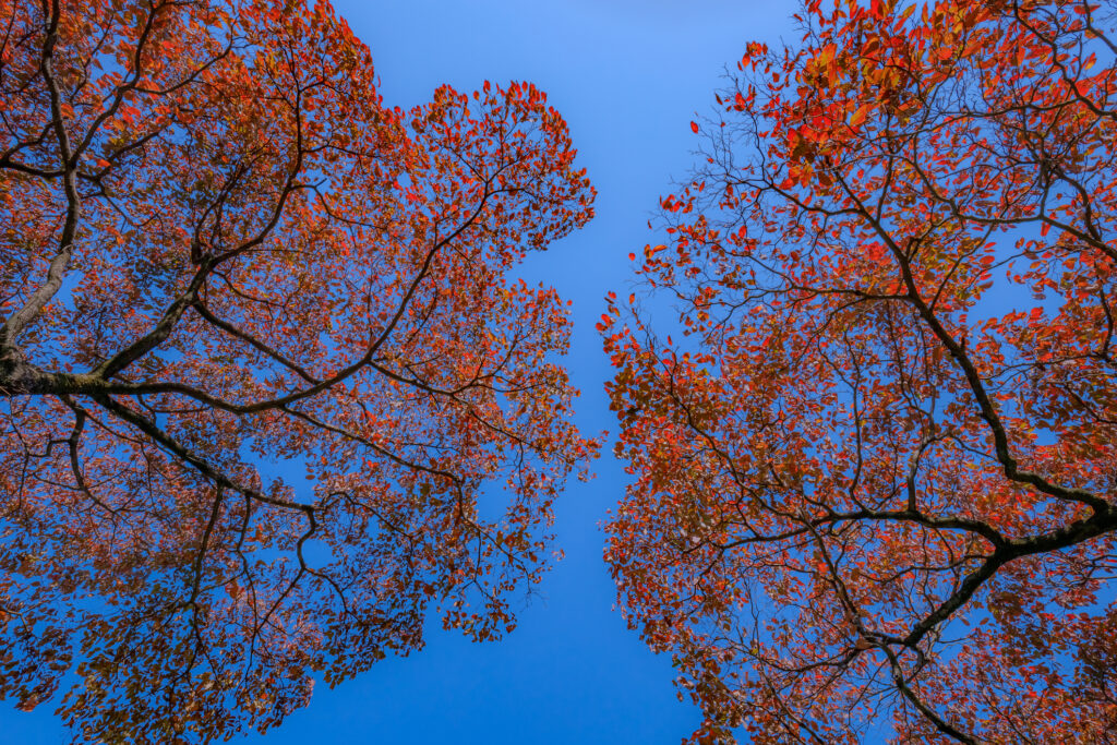 Corniolo rosso e cielo blu