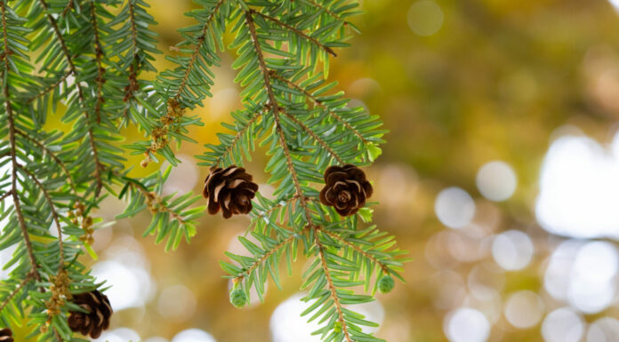 Sfondo con albero Tsuga canadensis (cicuta canadese, cicuta orientale)