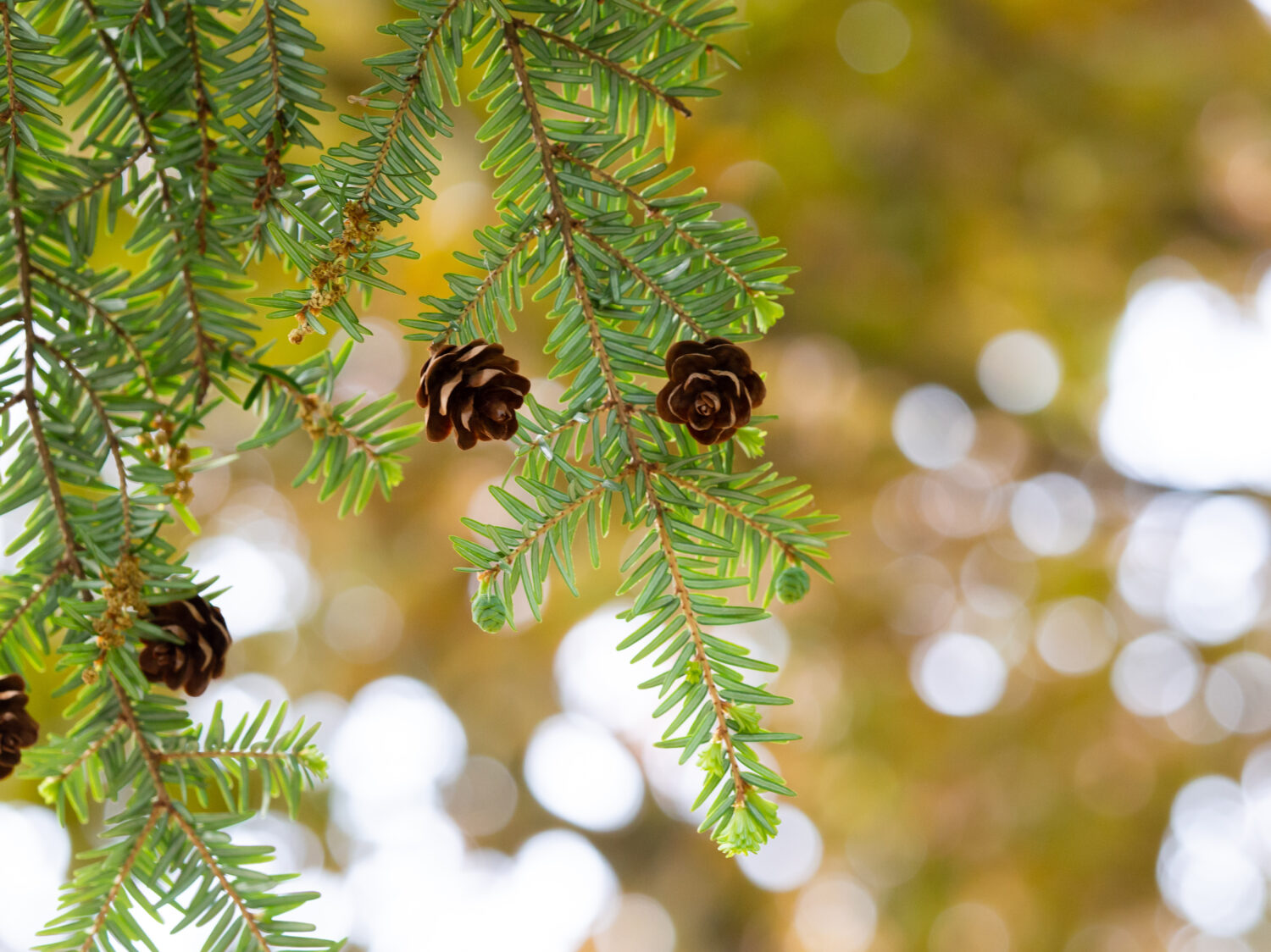 Sfondo con albero Tsuga canadensis (cicuta canadese, cicuta orientale)