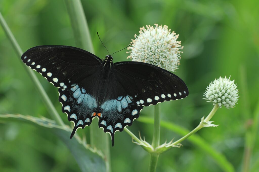 farfalla a coda di rondine di Spicebush