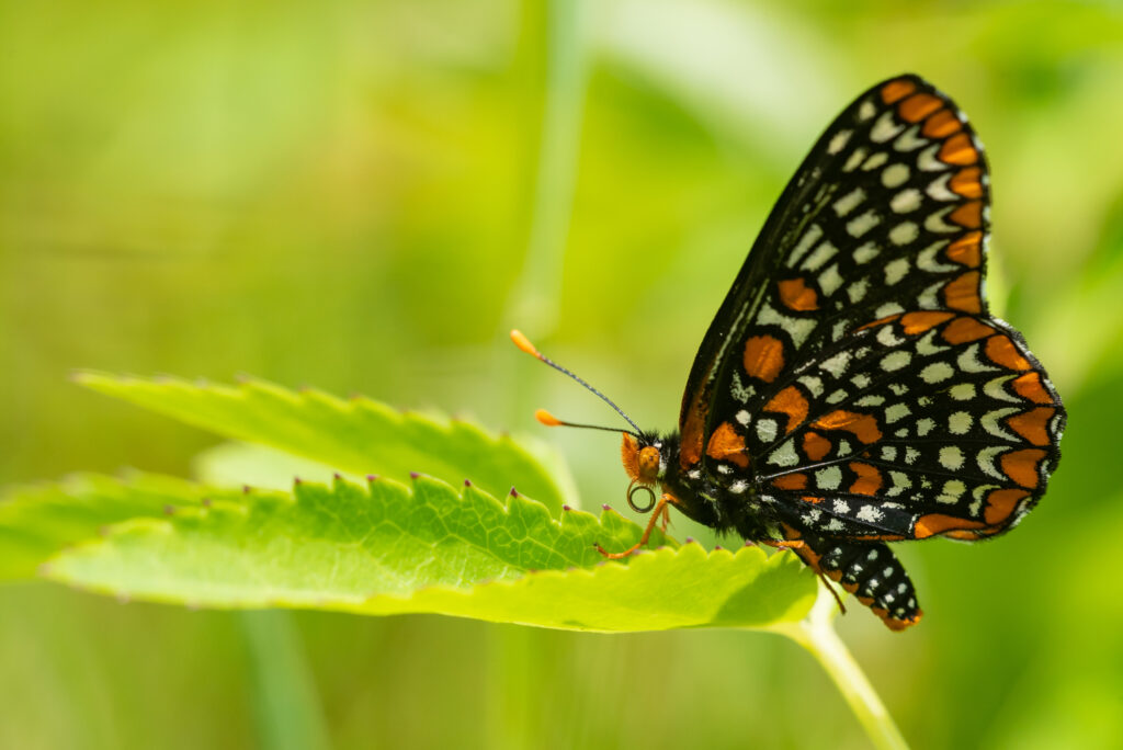 Checkerspot di Baltimora