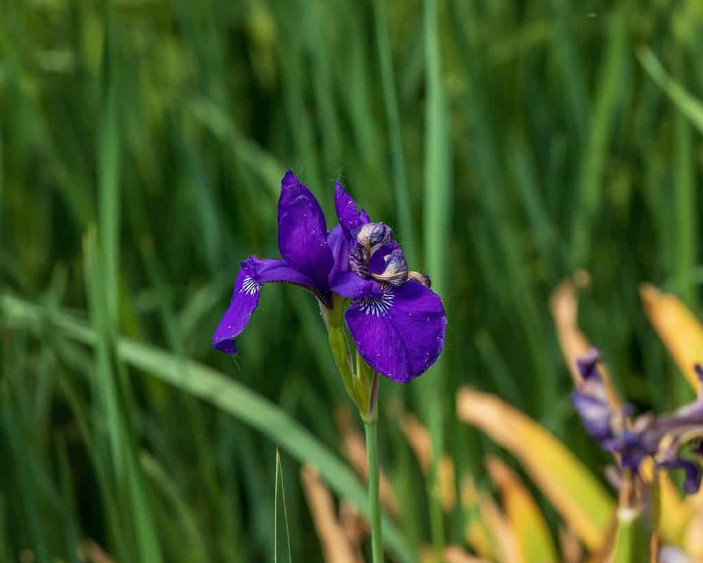 L'iris giapponese sboccia nel giardino anteriore