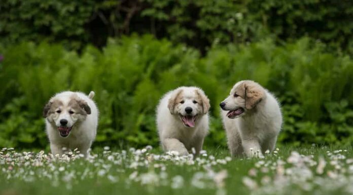 Tre cuccioli dei Grandi Pirenei che camminano