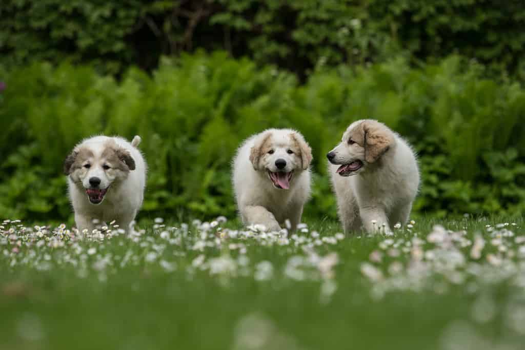 Tre cuccioli dei Grandi Pirenei che camminano
