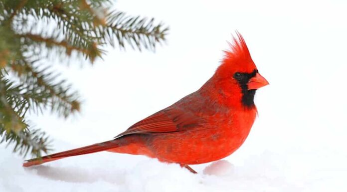 Cardinale settentrionale maschio (cardinalis cardinalis) su un ramo di abete rosso coperto di neve