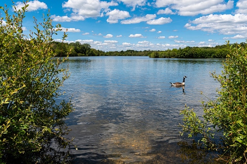 Un'oca del Canada nuota lungo il lago Horseshoe