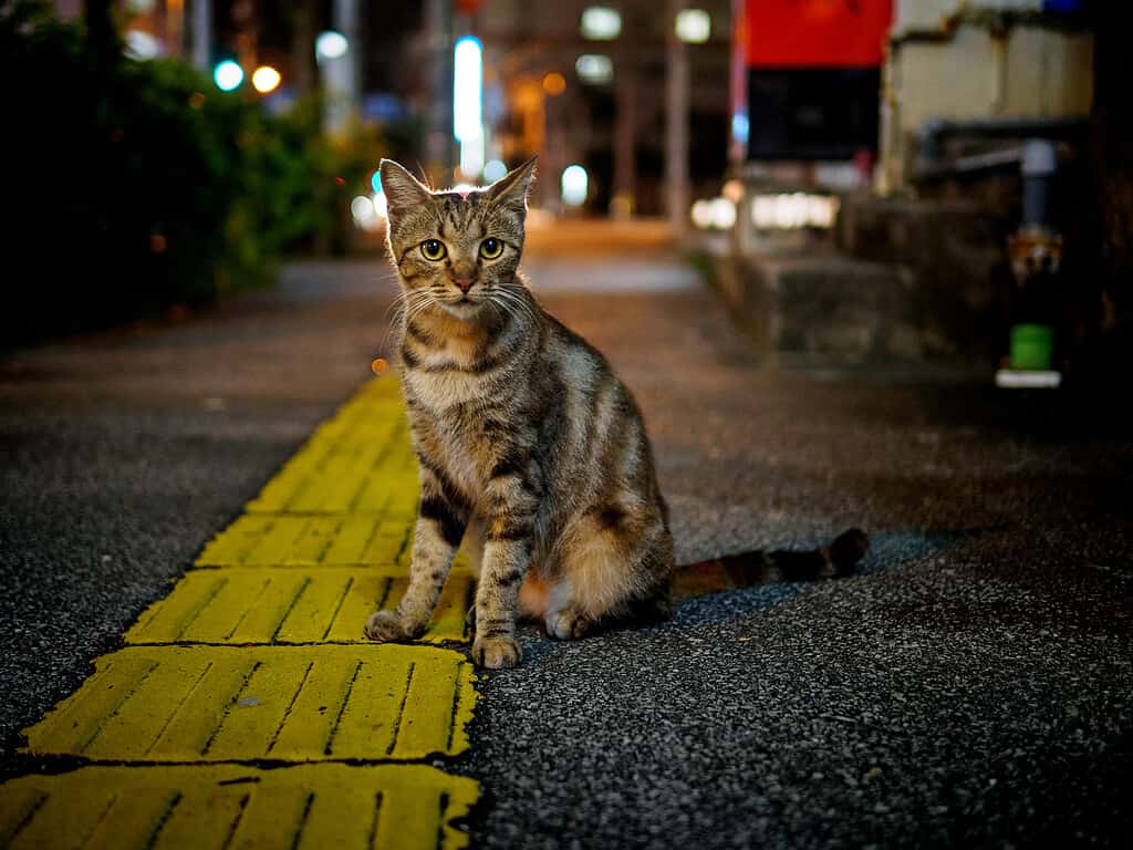 I gatti e gli amanti dei gatti vivono nelle città di tutto il mondo.
