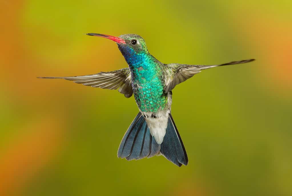 Volo del colibrì dal becco largo