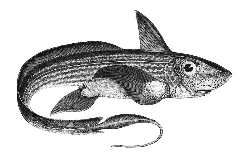 Pesce Chimera