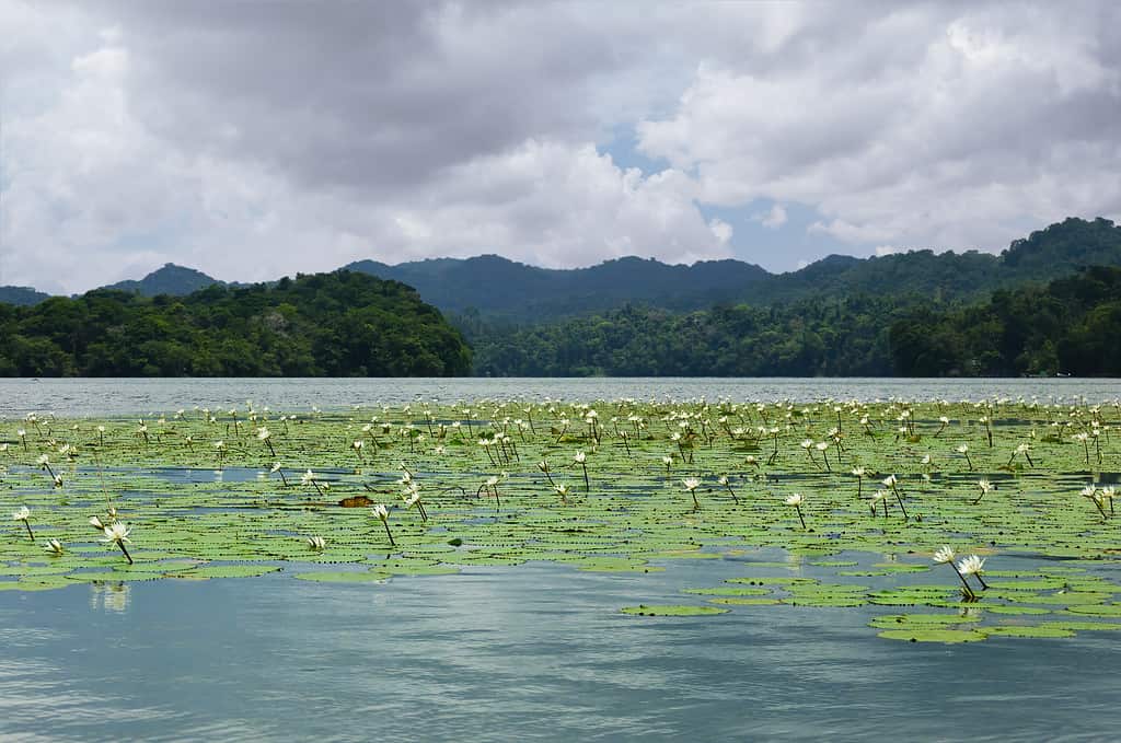 Ninfee (Nymphaea ampla) sul Rio Dulce.  a San Tomas de Castilla, Guatemala, America Centrale