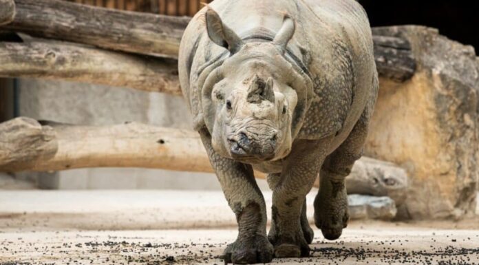 Rinoceronte indiano che cammina verso la macchina fotografica