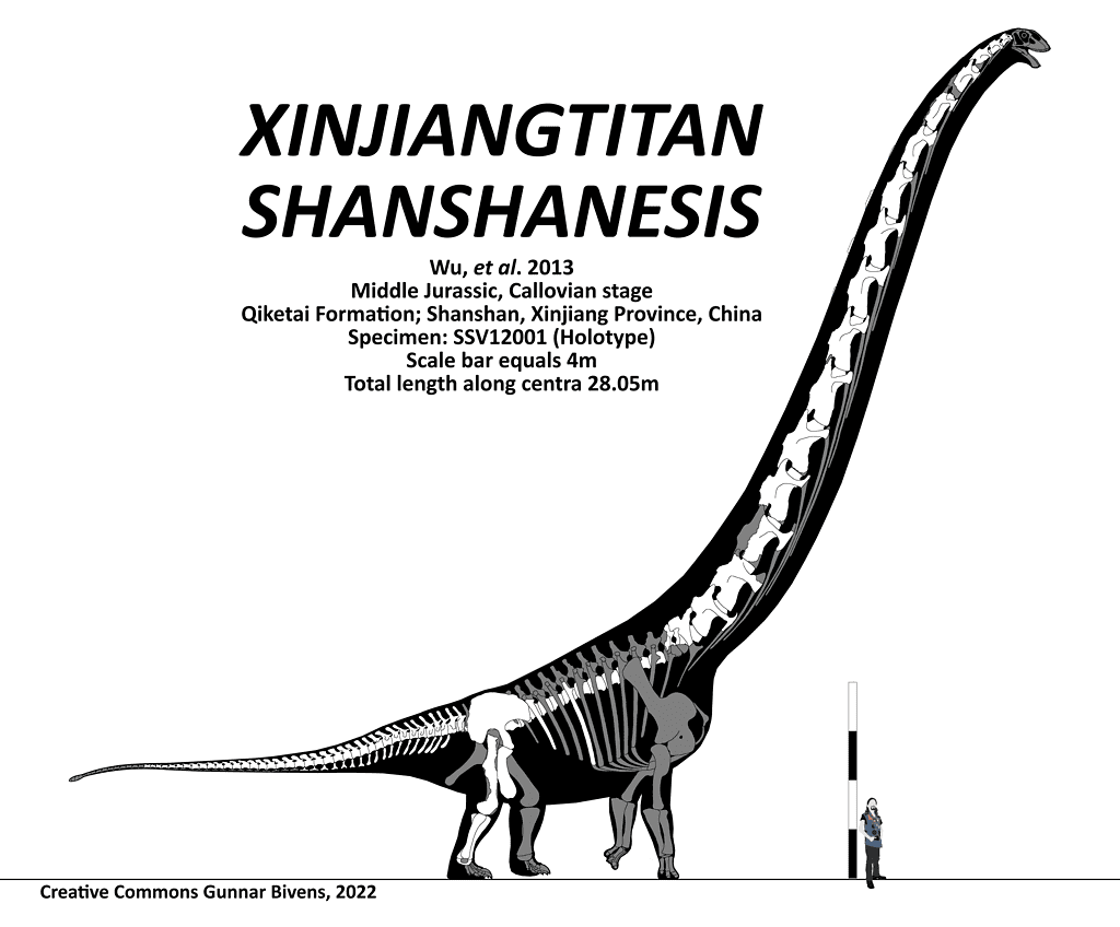 Ricostruzione scheletrica dello shanshanesi dello Xinjiangtitan