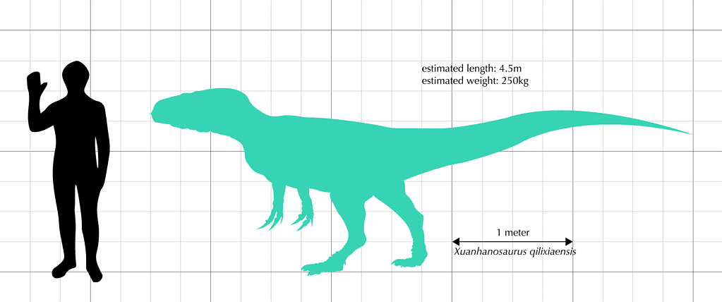 Un confronto delle dimensioni tra un maschio umano e un esemplare di Xuanhanosaurus qilixiaensis (stime delle dimensioni di Paul, 2010).