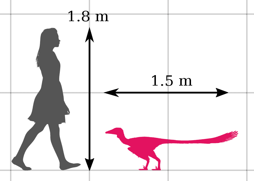 Dimensioni della specie di teropodi troodontidi Xixiasaurus henanensis rispetto a quelle di un essere umano.