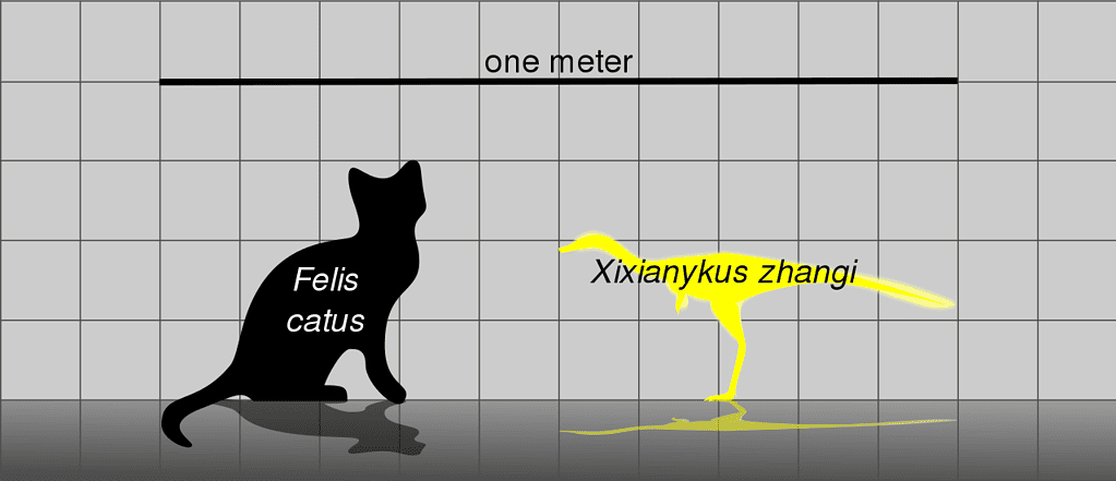 Dimensioni di Xixianykus, un alvarezsaur.