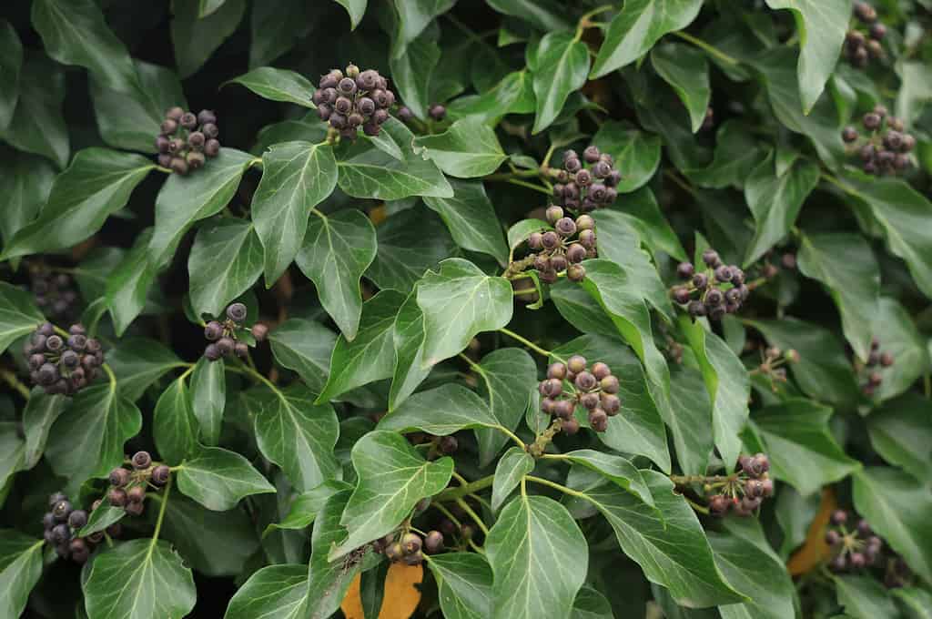 Fogliame invernale, bacche nere di un arbusto sempreverde (Sarcococca hookeriana var. digyna 'Purple Stem')