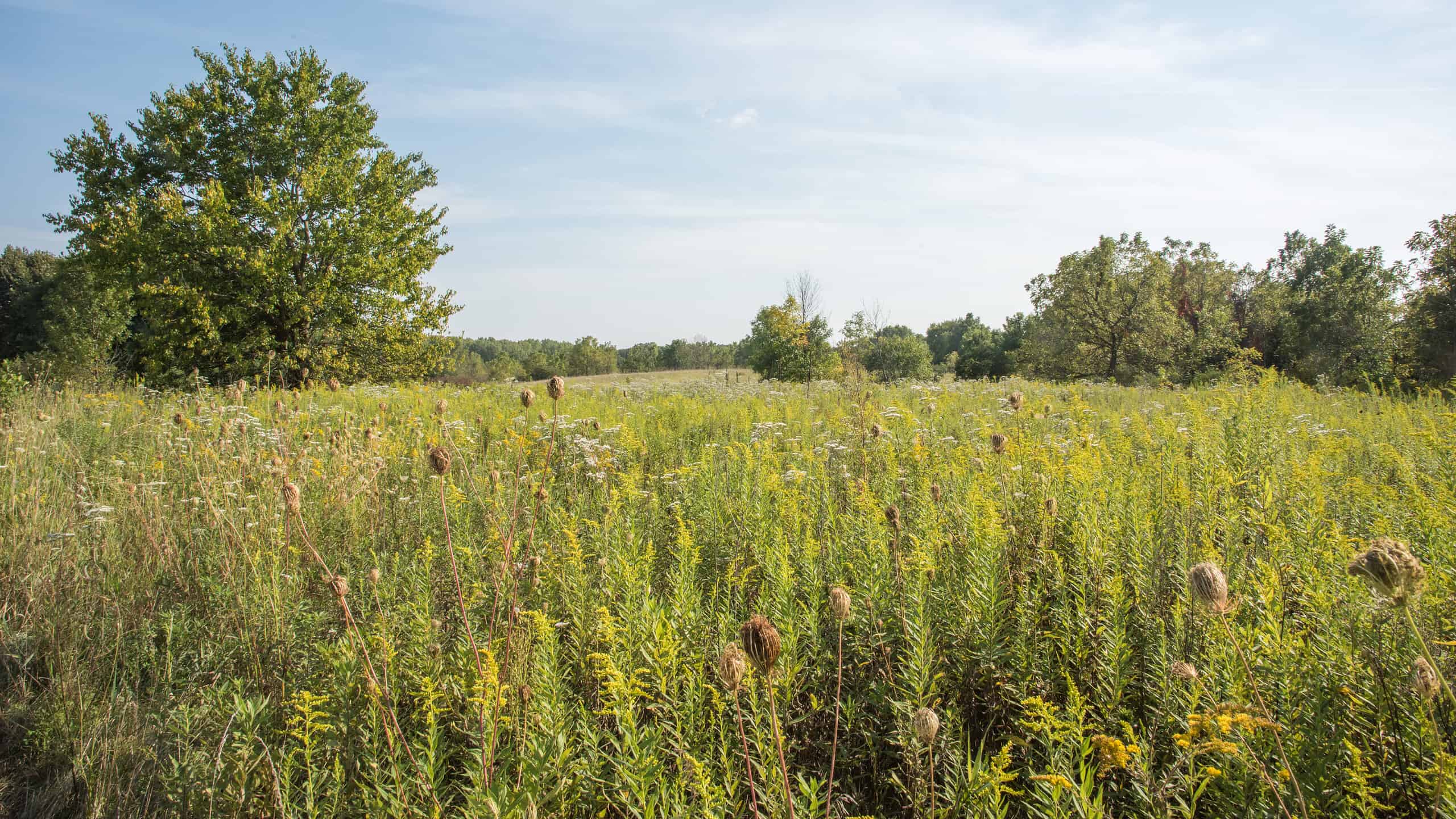 Tranquillo paesaggio di praterie con erbe alte, fiori selvatici e crescita di boschi nella riserva forestale McDowell Grover a Naperville, Illinois