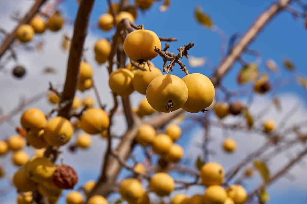 frutto giallo del melo sull'albero