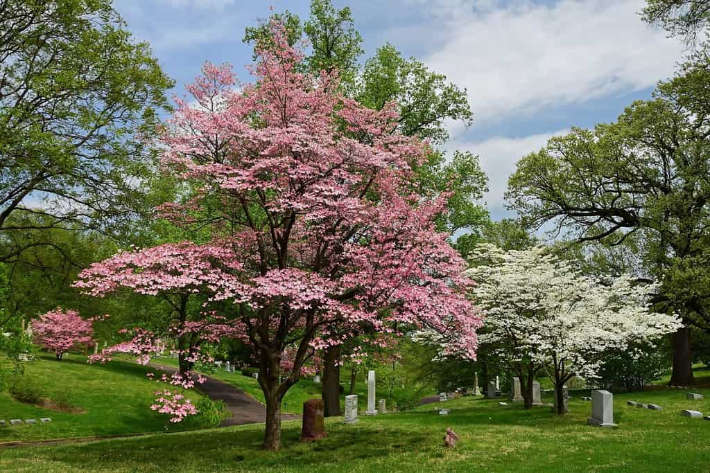 bellissimi fiori di corniolo bianchi e rosa fioriti in primavera nei giardini pubblici del cimitero di Bellefontaine a North st.  Louis, Missouri