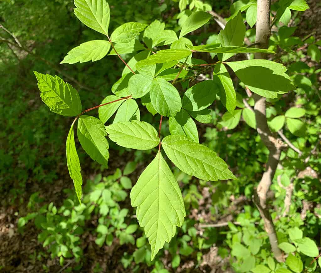 Le foglie dell'albero di sambuco sono di un verde brillante alla luce del sole.  Indiana.