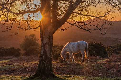 Pony selvaggio della New Forest all'alba, Godshill, Hampshire