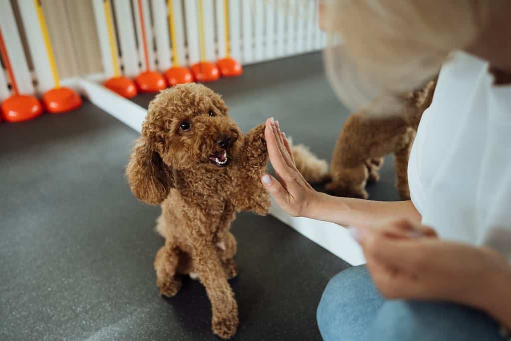 Addestramento del barboncino marrone in una casa per animali domestici con addestratore di cani