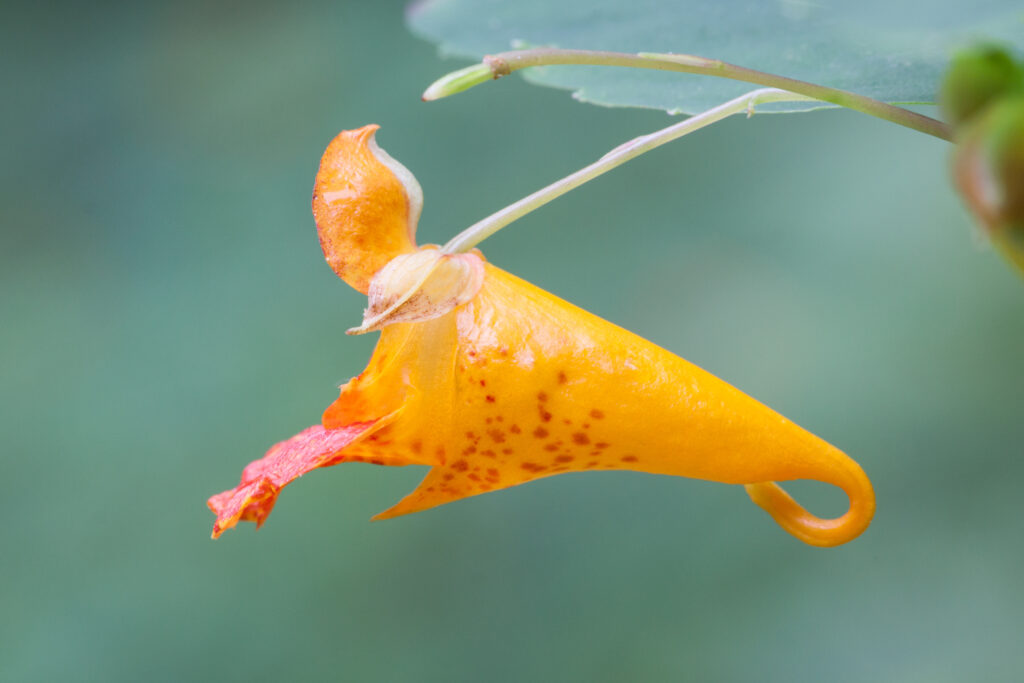 Il fiore arancione di Jewelweed pende nel verde