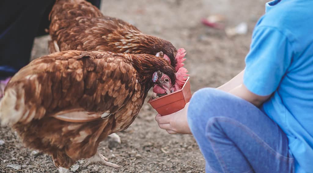 Immagine ravvicinata La mano del ragazzino che alimenta i polli in un allevamento di polli.