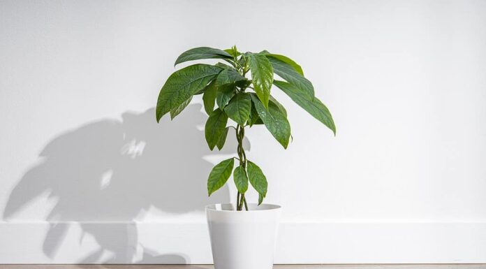 Fiore da interni in vaso, pianta di avocado su un pavimento di legno sullo sfondo di un muro bianco