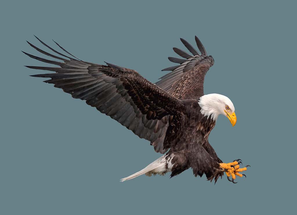 Aquila calva in volo su sfondo isolato