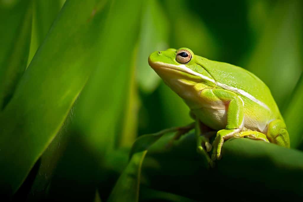 Raganella verde americana con lussureggiante fogliame di zenzero