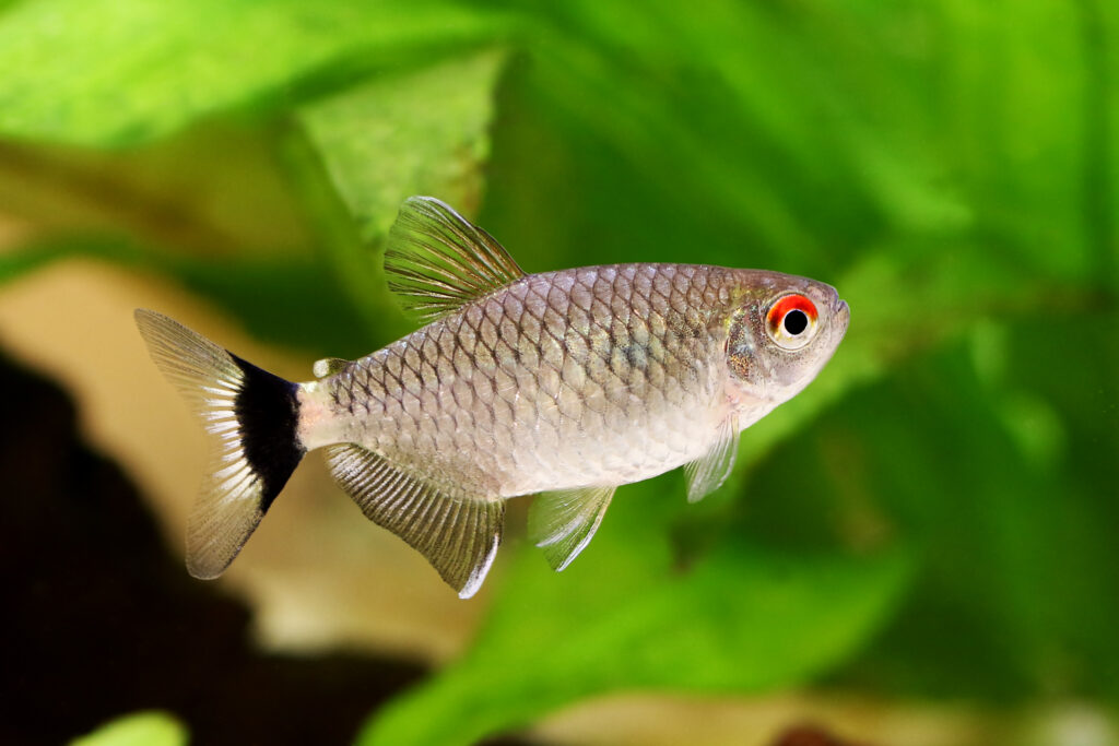 Tetra occhi rossi Moenkhausia sanctaefilomenae Monaco Tetra pesce d'acquario