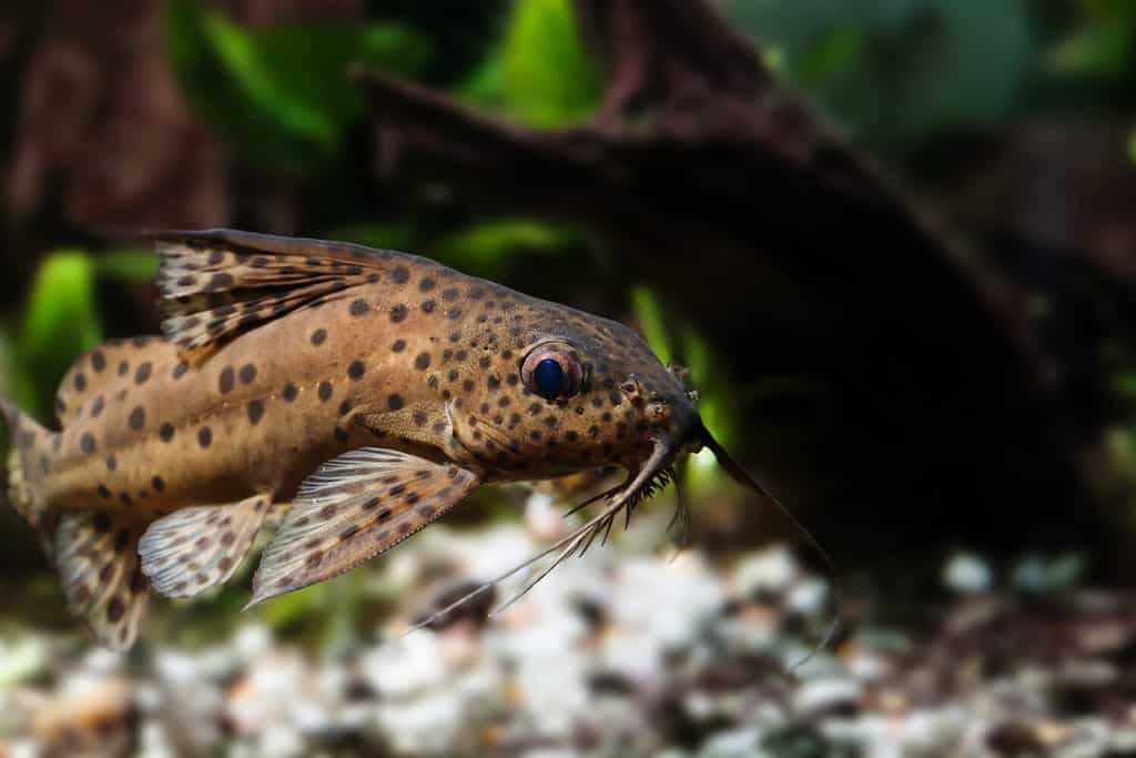 Catfish tre paia di barbigli macro view. Synodontis nigriventris pesce predatore africano capovolto e macchiato, pelle marrone mimetica. Foto a bassa profondità di campo.
