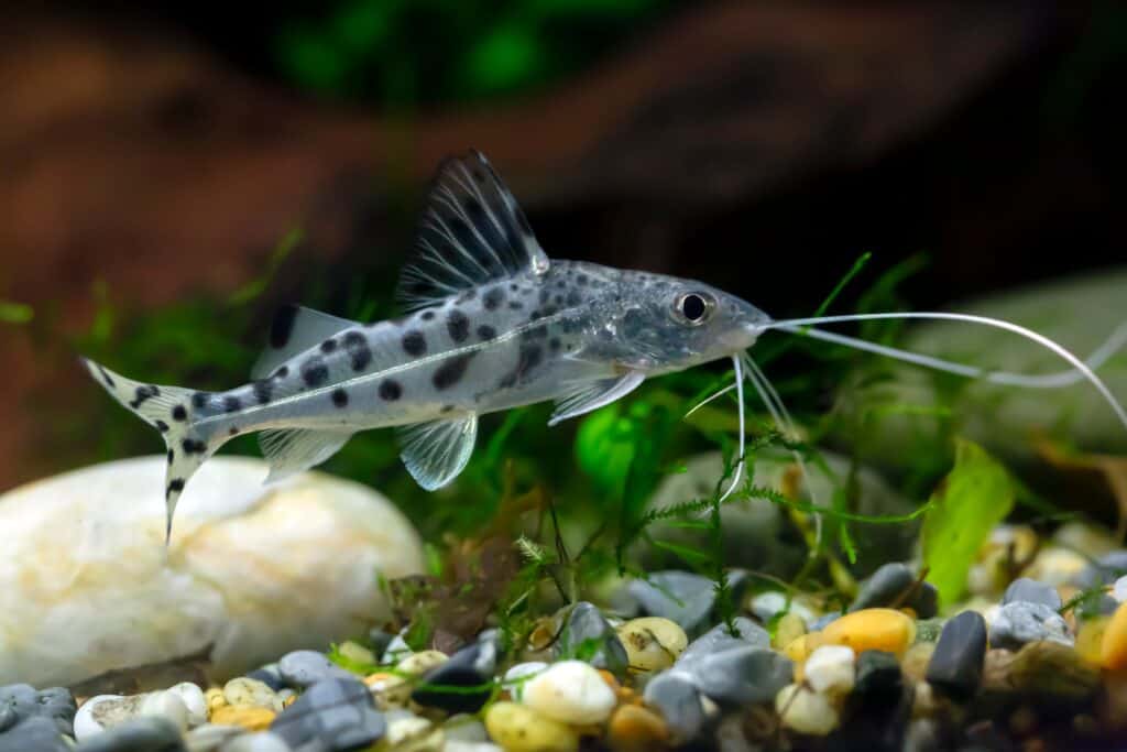 Pesce gatto Pictus in un acquario