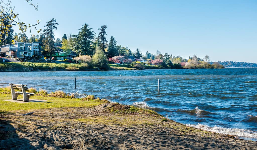 I fiori primaverili fiancheggiano il Lake Washington Boulevard a Seattle, Washington.