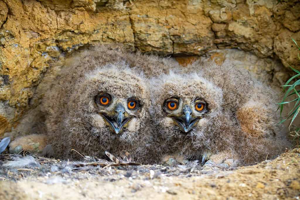 Civette del gufo reale euroasiatico (Bubo bubo) nel nido.