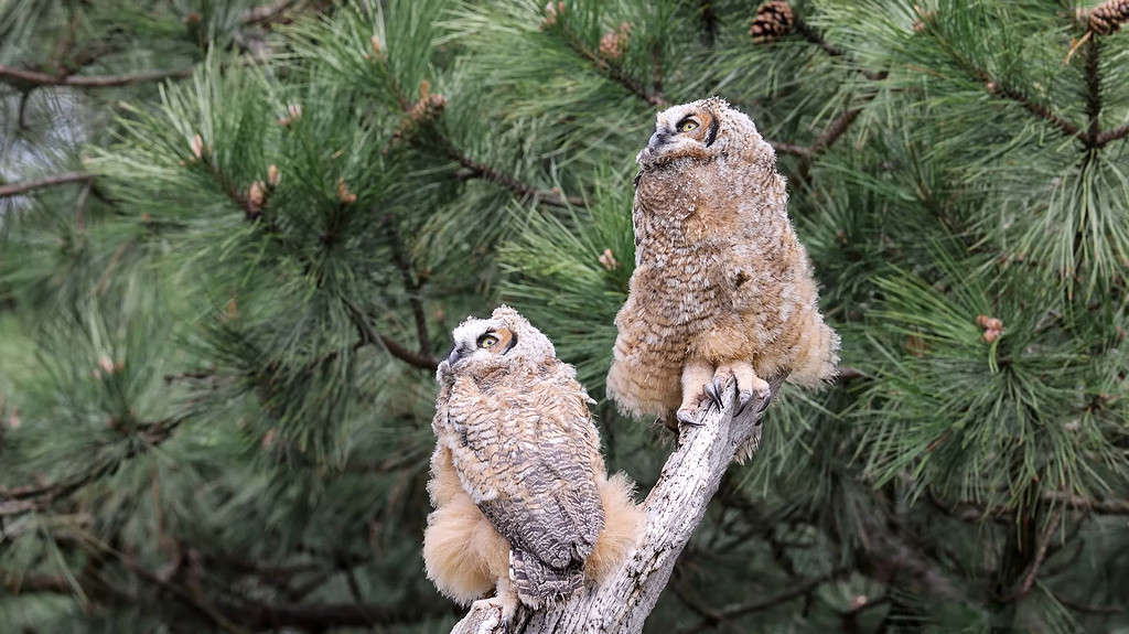 Due grandi gufi cornuti (Bubo virginianus)