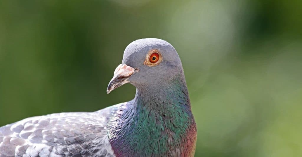 Piccione viaggiatore, piccione viaggiatore o piccione messaggero domestico latino columba livia domestica primo piano prendendo una pausa dal suo lungo volo sul balcone alto in primavera in Italia