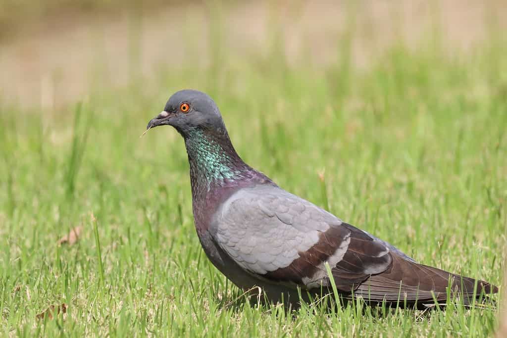 Colomba di roccia o piccione di roccia (Columba livia) che cammina nel campo di erba, tiene rami secchi nel becco per costruire un nido