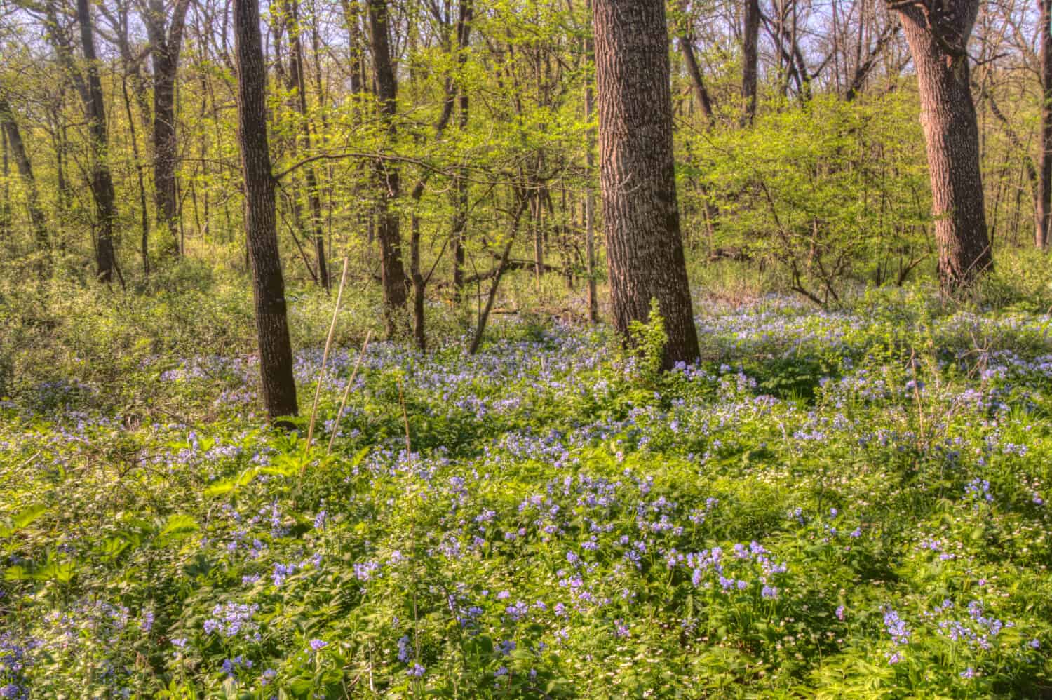 Carley State Park è un'area rurale a nord-ovest di Rochester, Minnesota, con campanule nella tarda primavera