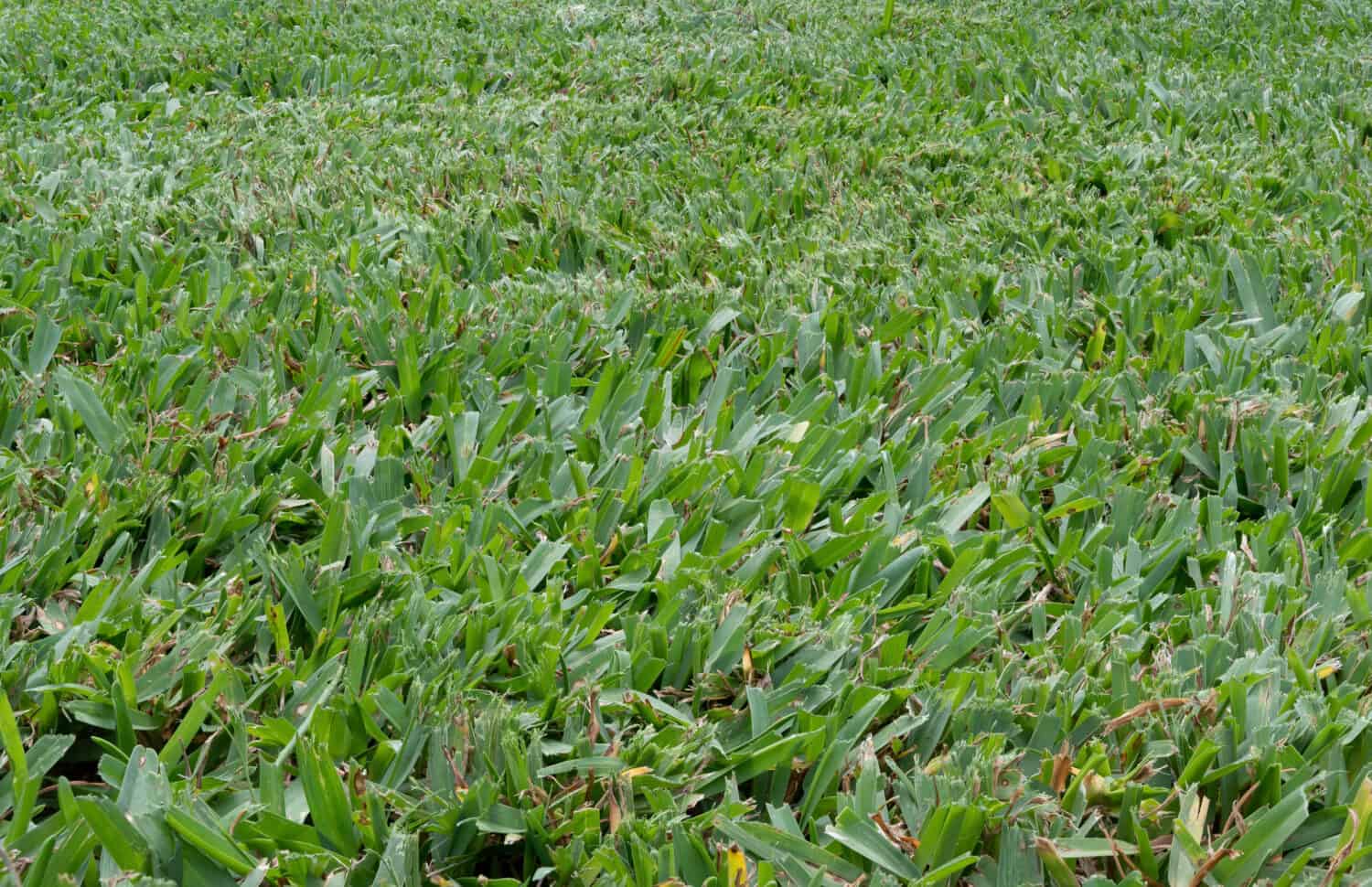 Prato di Buffalo Grass appena falciato