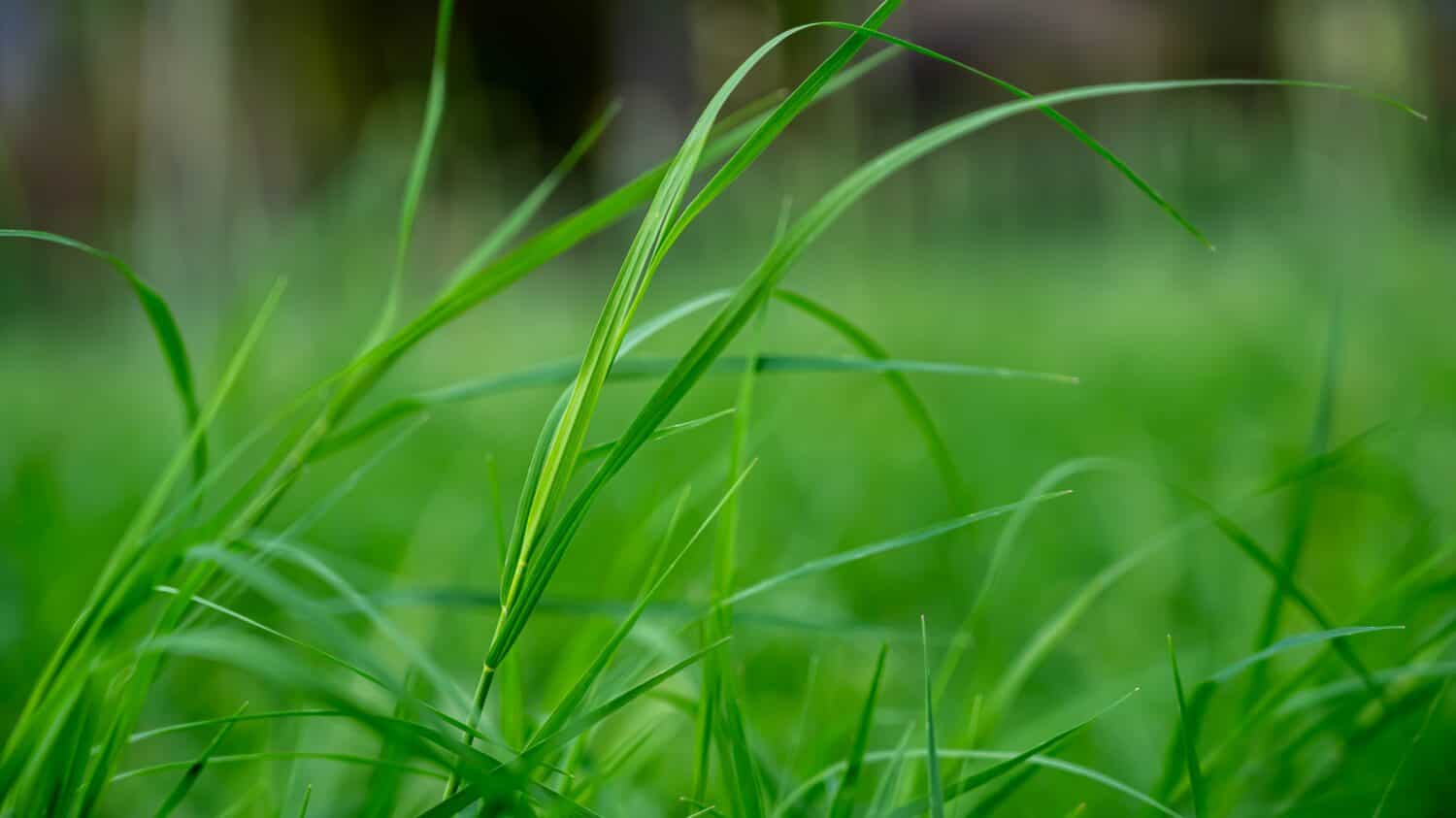Il Cynodon dactylon, noto come erba delle Bermuda, doab indiano, arugampul, wiregrass e scutch grass, è un'erba trovata in tutto il mondo.