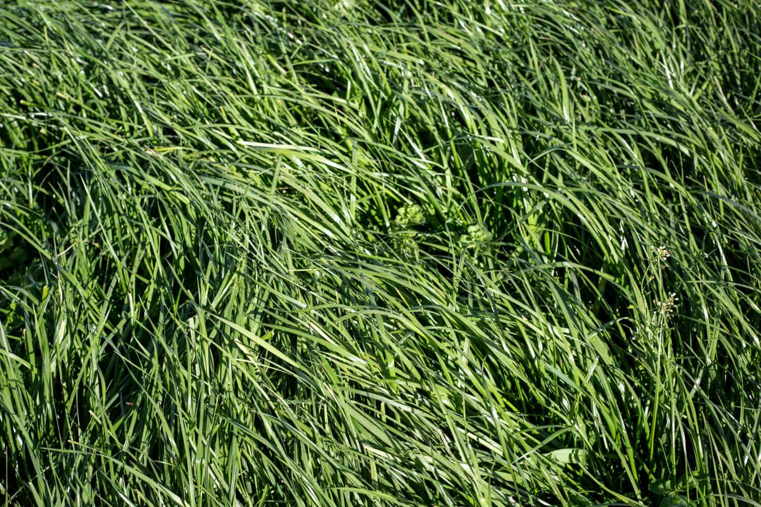 La Festuca alta è un'erba perenne con infiorescenze, che cresce fino a 1,5 m di altezza, che si trova nei pascoli di pianura e nelle aree desolate.  Tollera i terreni umidi ma resiste bene alla siccità e alle larve d'erba. 