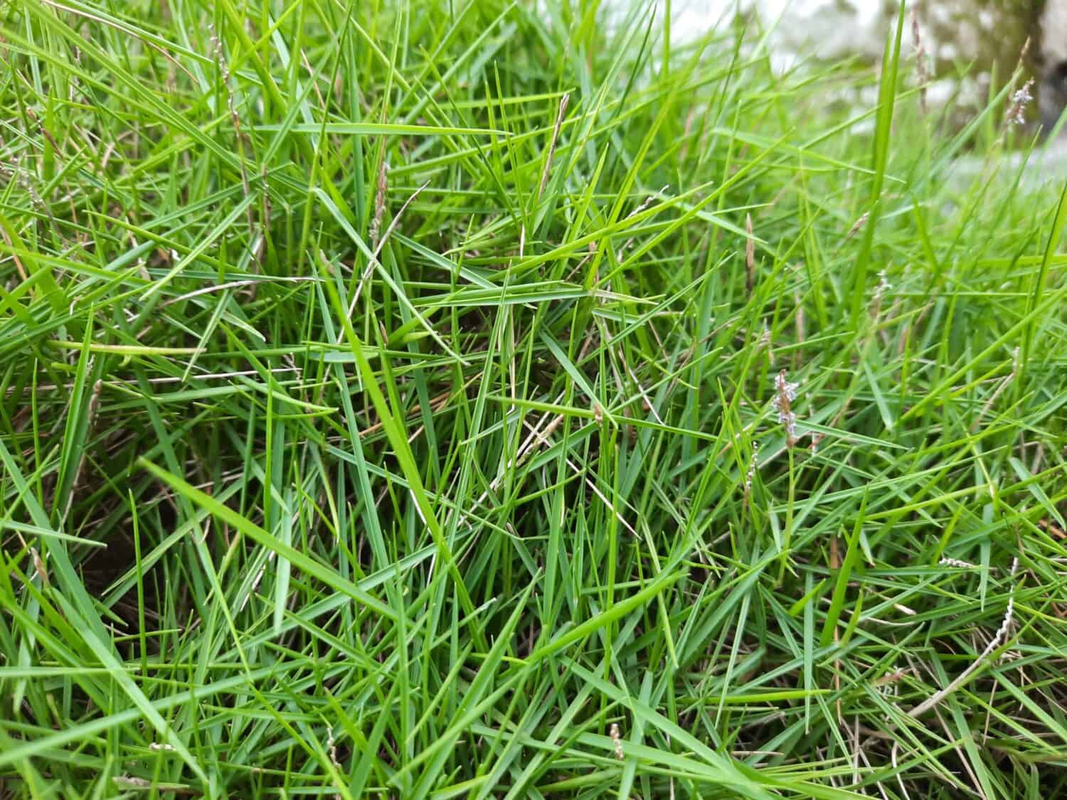 Agrostis stolonifera (piegata strisciante, piegata strisciante, fiorino, piegata allargata, erba piegata a tappeto, rumput peking)