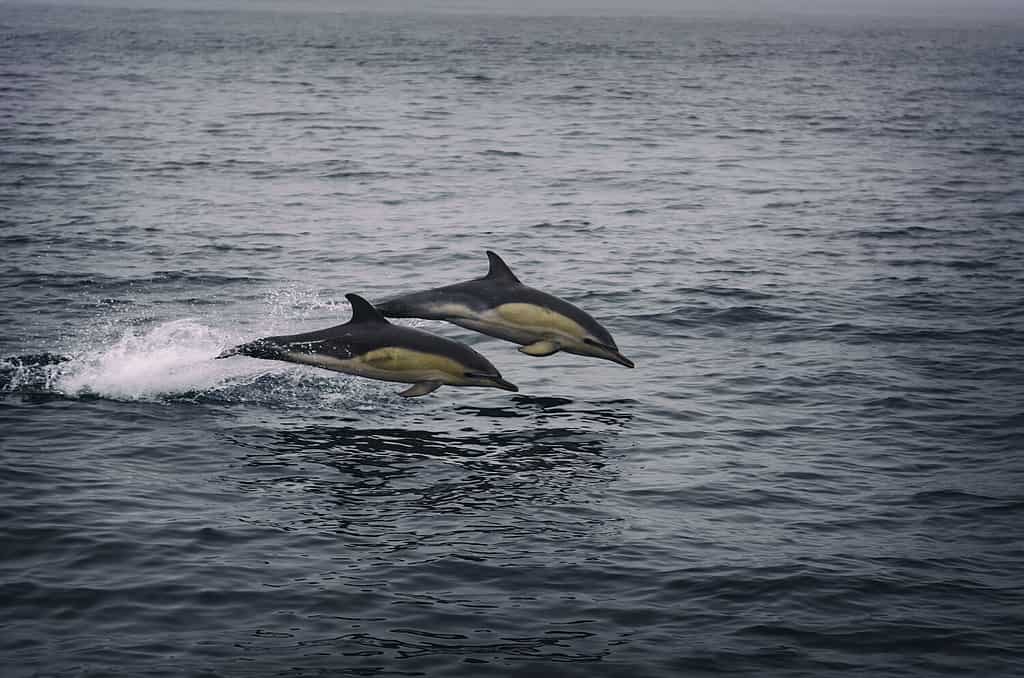 Delfini dai fianchi bianchi dell'Atlantico al largo della costa occidentale dell'Irlanda.