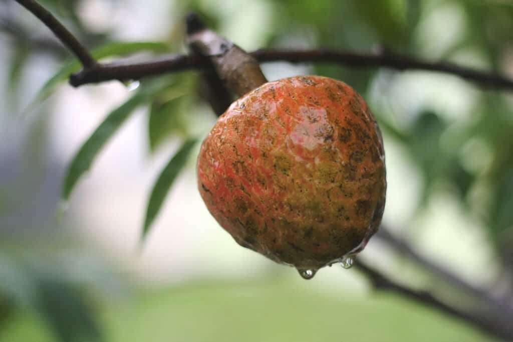 Frutta di mela cannella