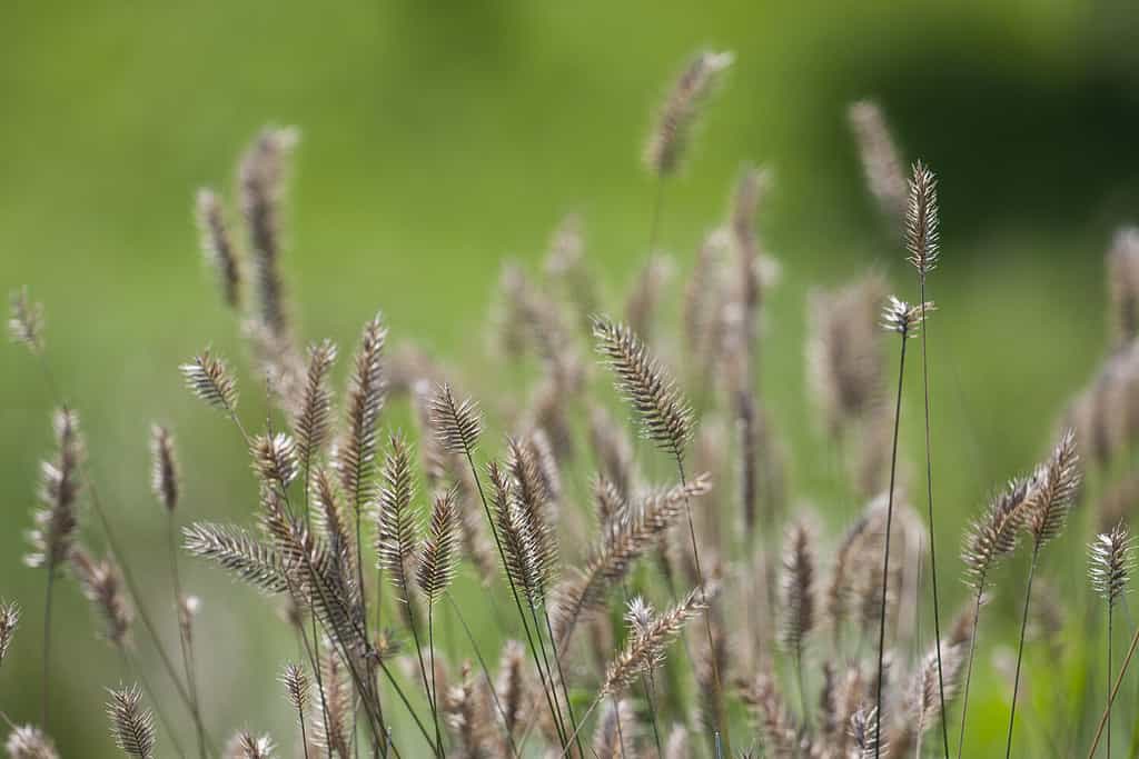 Agropyron cristatum, erba di grano crestata, erba di grano crestata, erba di grano crestata da fairway