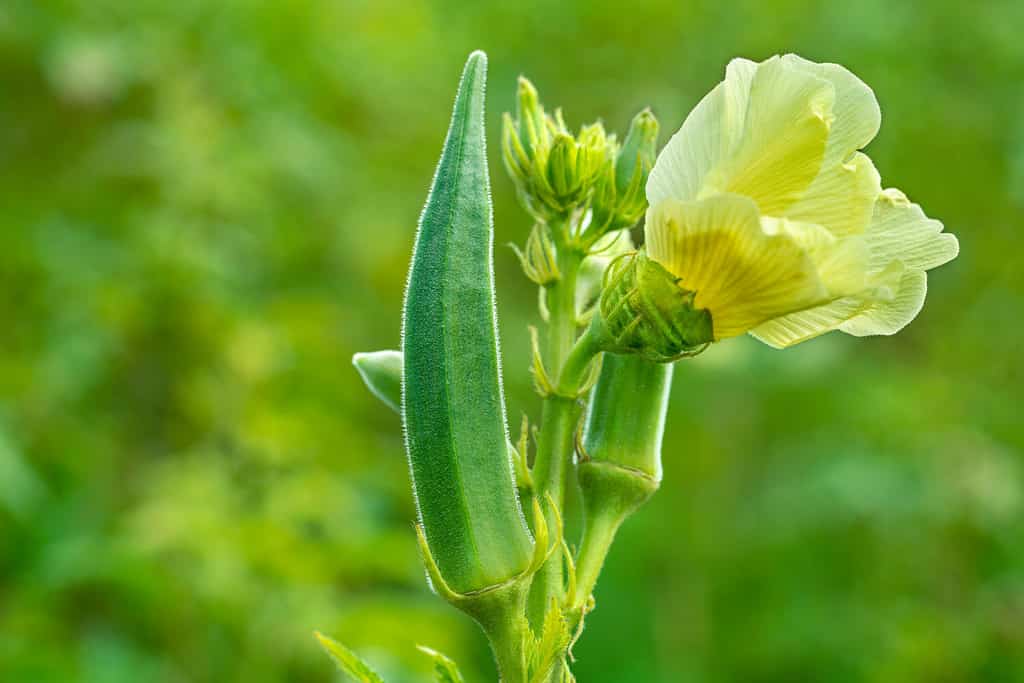 Primo piano di Bhindi fresco, Lady Fingers, verdura verde Gombo Abelmoschus Esculentus con fiori che crescono nella fattoria su sfondo verde nel fuoco selettivo da Kutch, Gujarat, India, Asia