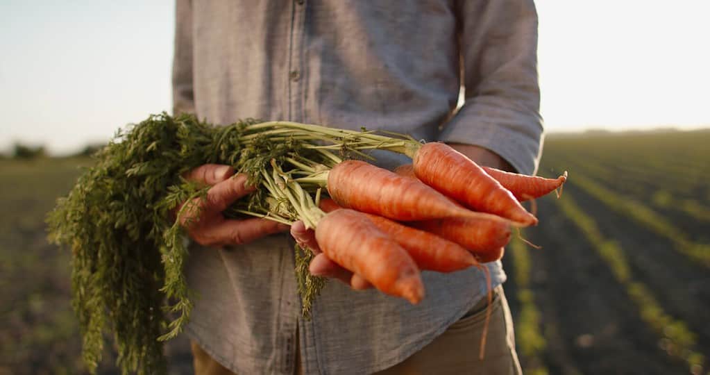 Un agricoltore che presenta carote arancioni colorate locali biologiche appena coltivate.  Operaio di Rancho che presenta il risultato del suo lavoro sul campo